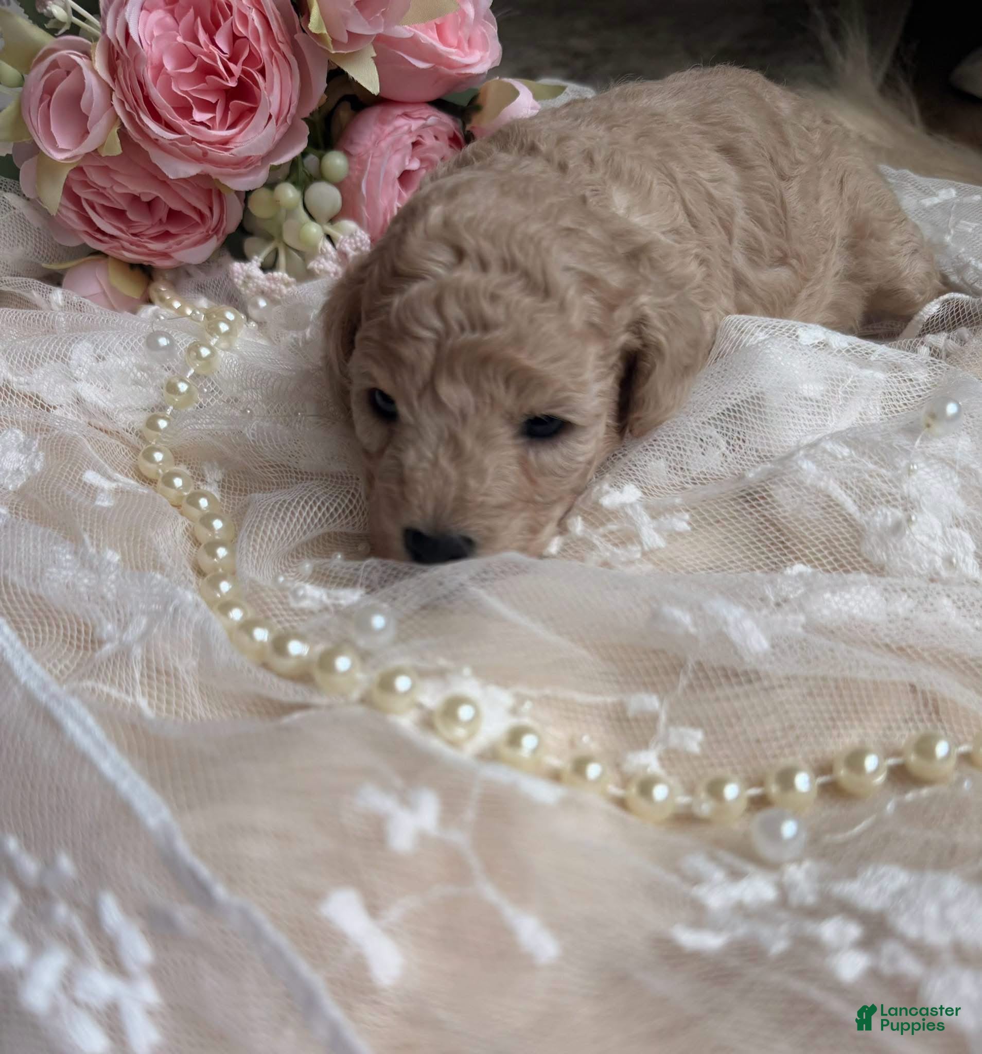 Toy Poodle dogs Lola tcup - Ad 18