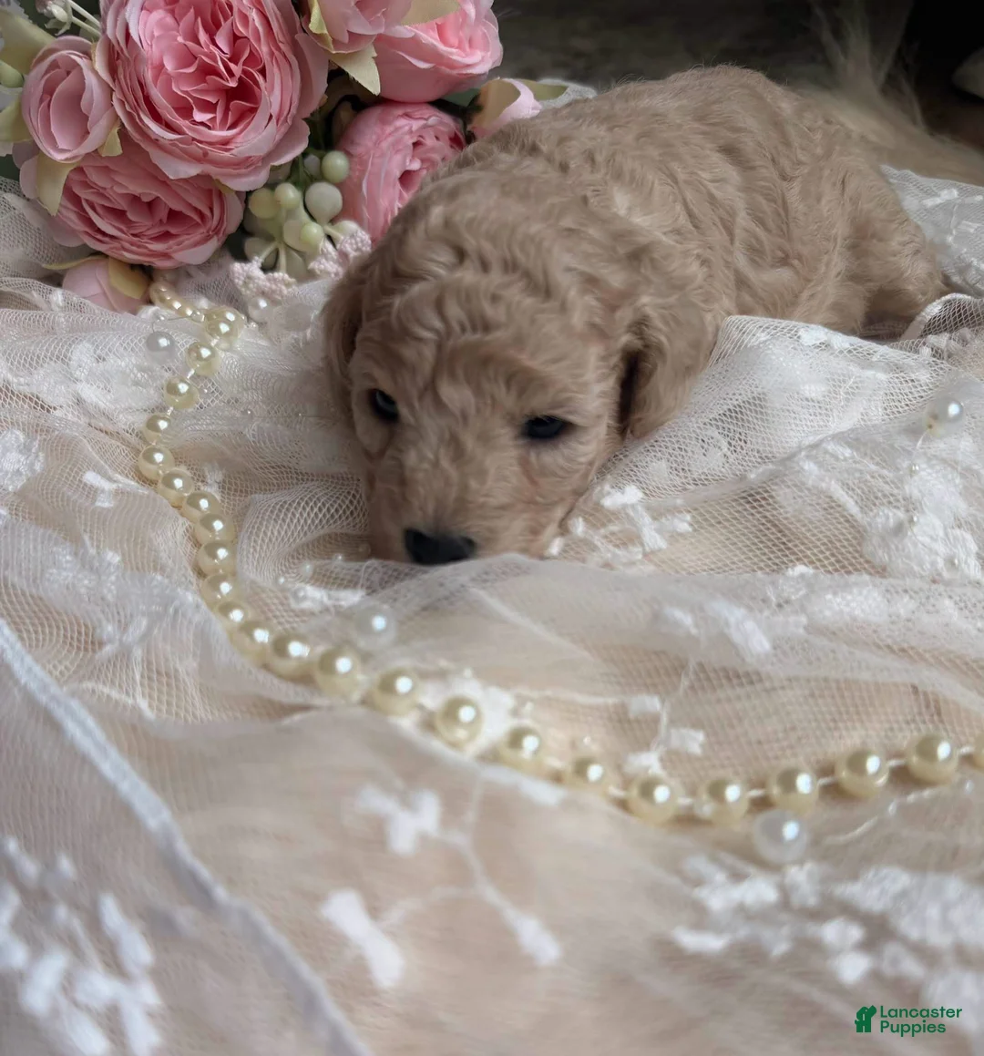 Toy Poodle dogs for sale: Lola tcup - Ad 1