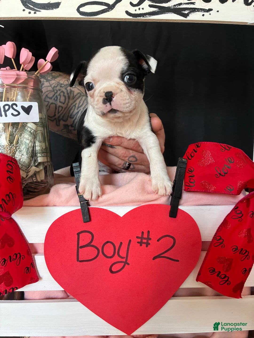 Boston Terrier dogs for sale: Boston Terrier Puppy 2 - Ad 4