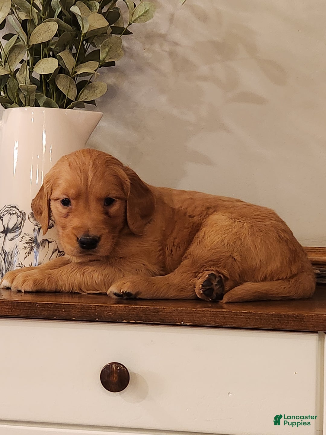 Golden Retriever dogs for sale: Rocky - Ad 3