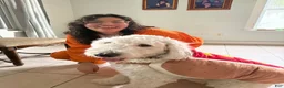 Mixed Breed dogs for sale: Fifi - Ad 11