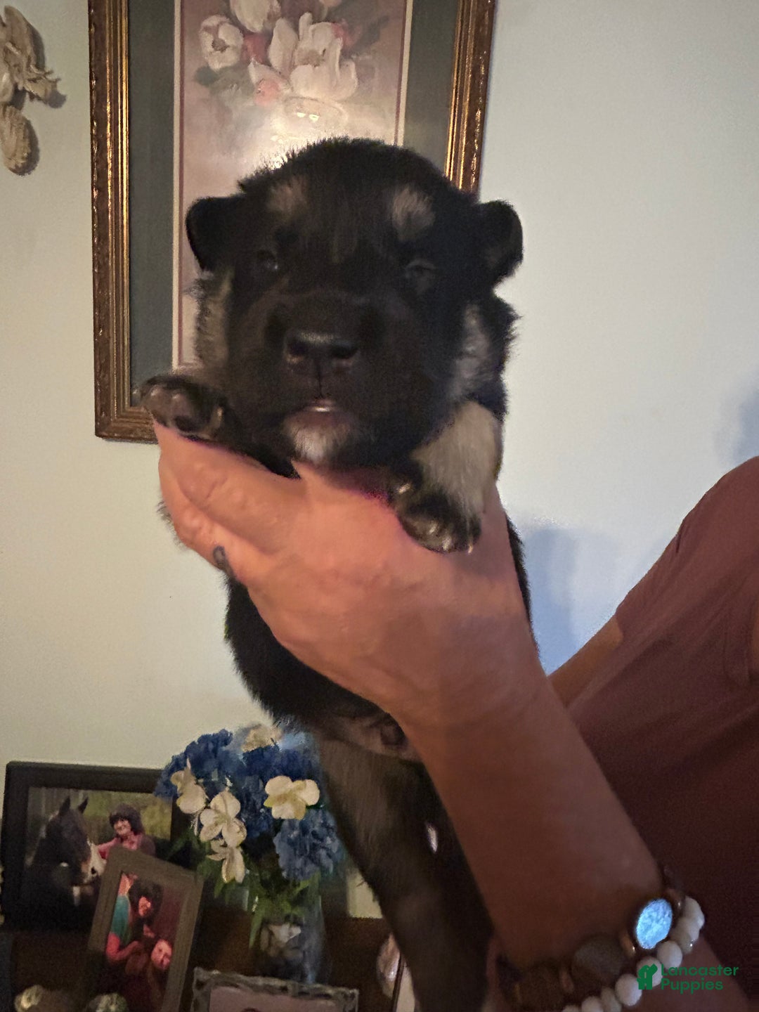 Mixed Breed dogs for sale: Mixed Breed Puppy 1 - Ad 4