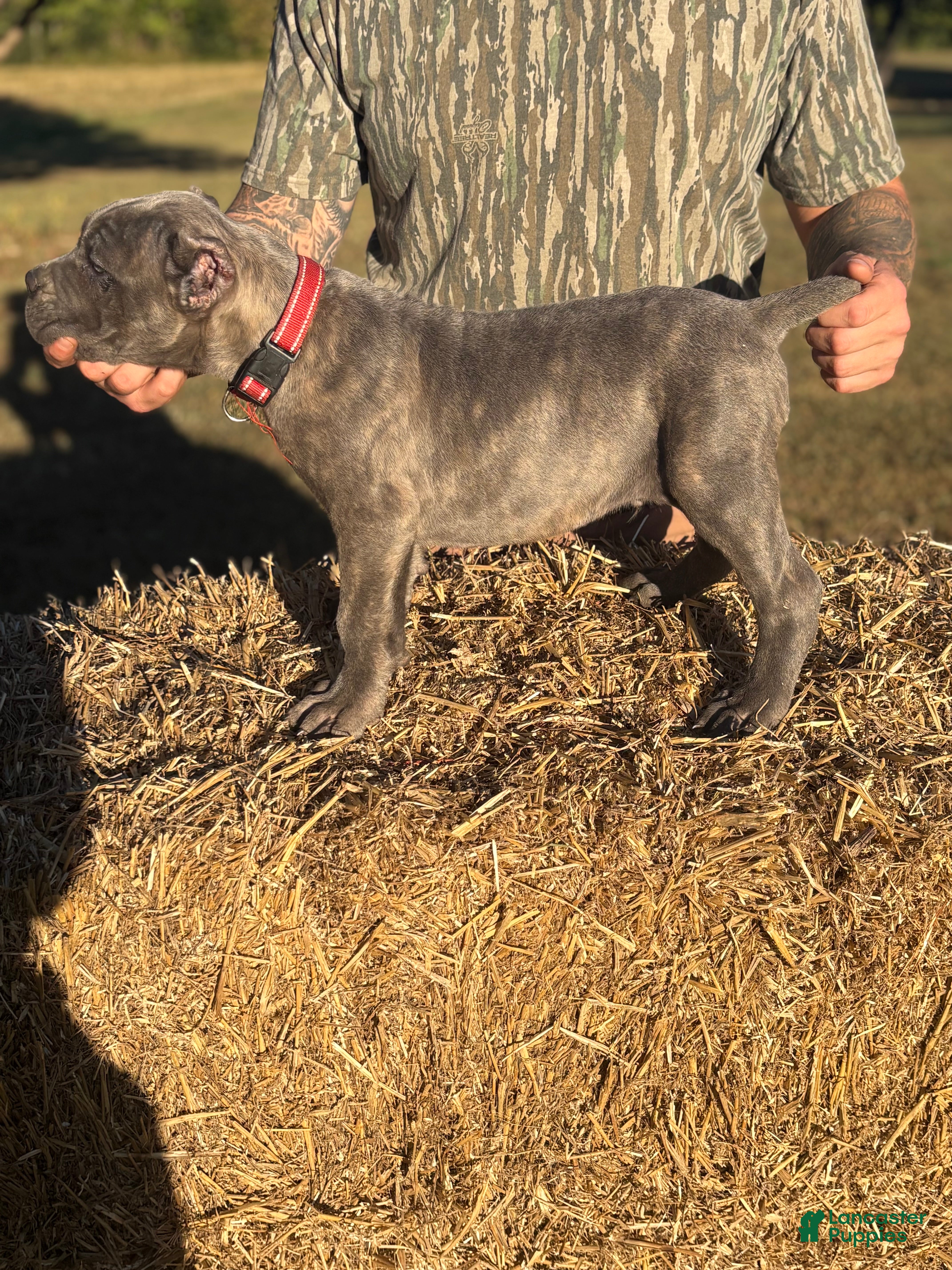 Cane Corso dogs for sale: Red *Male* - Ad 1