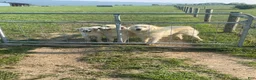 Great Pyrenees dogs for sale: Great Pyrenees Puppy 1 - Ad 3