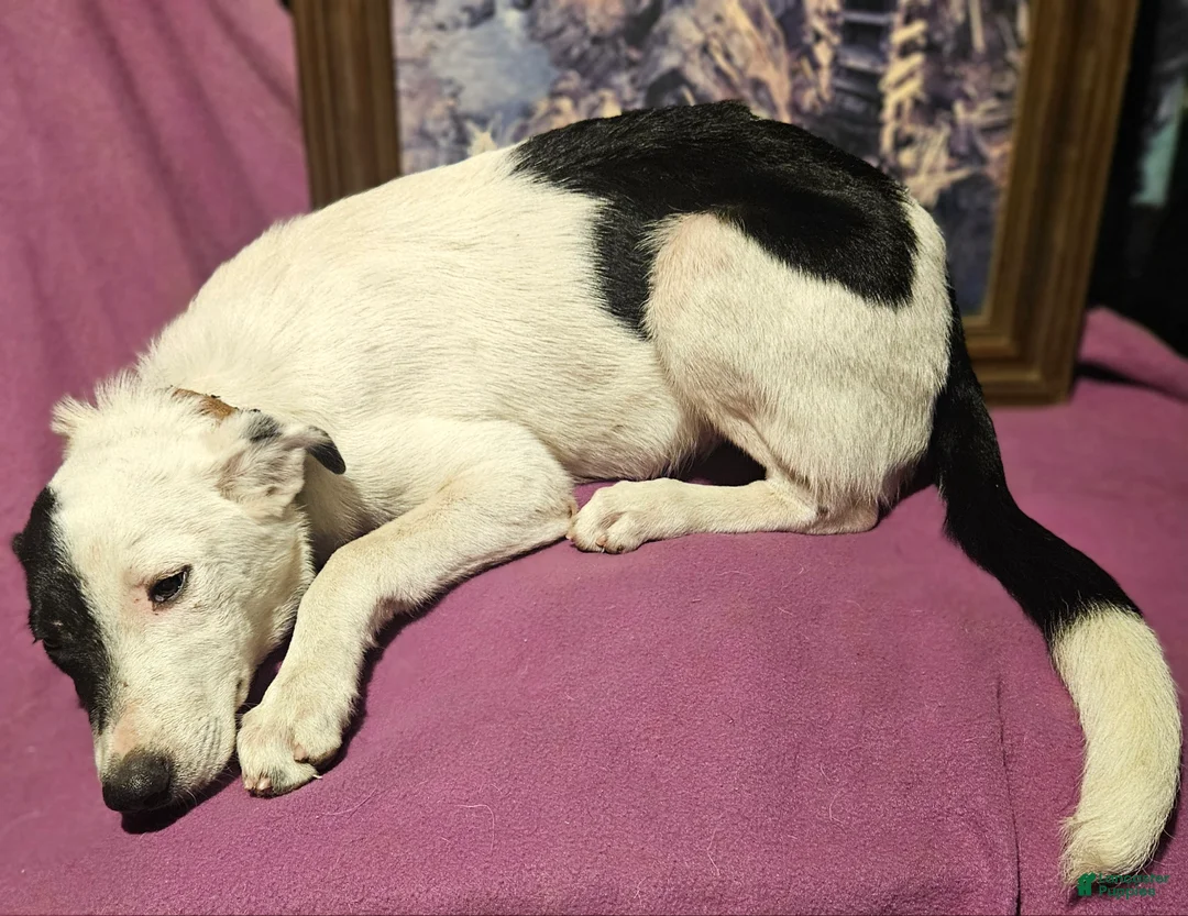 Border Collie dogs for sale: Hondo - Ad 22