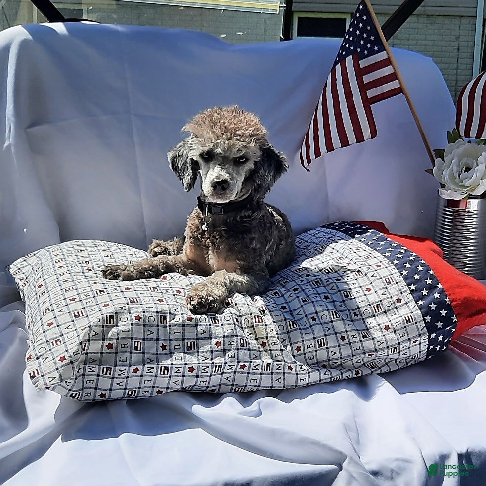 Toy Poodle dogs Asher - Ad 34