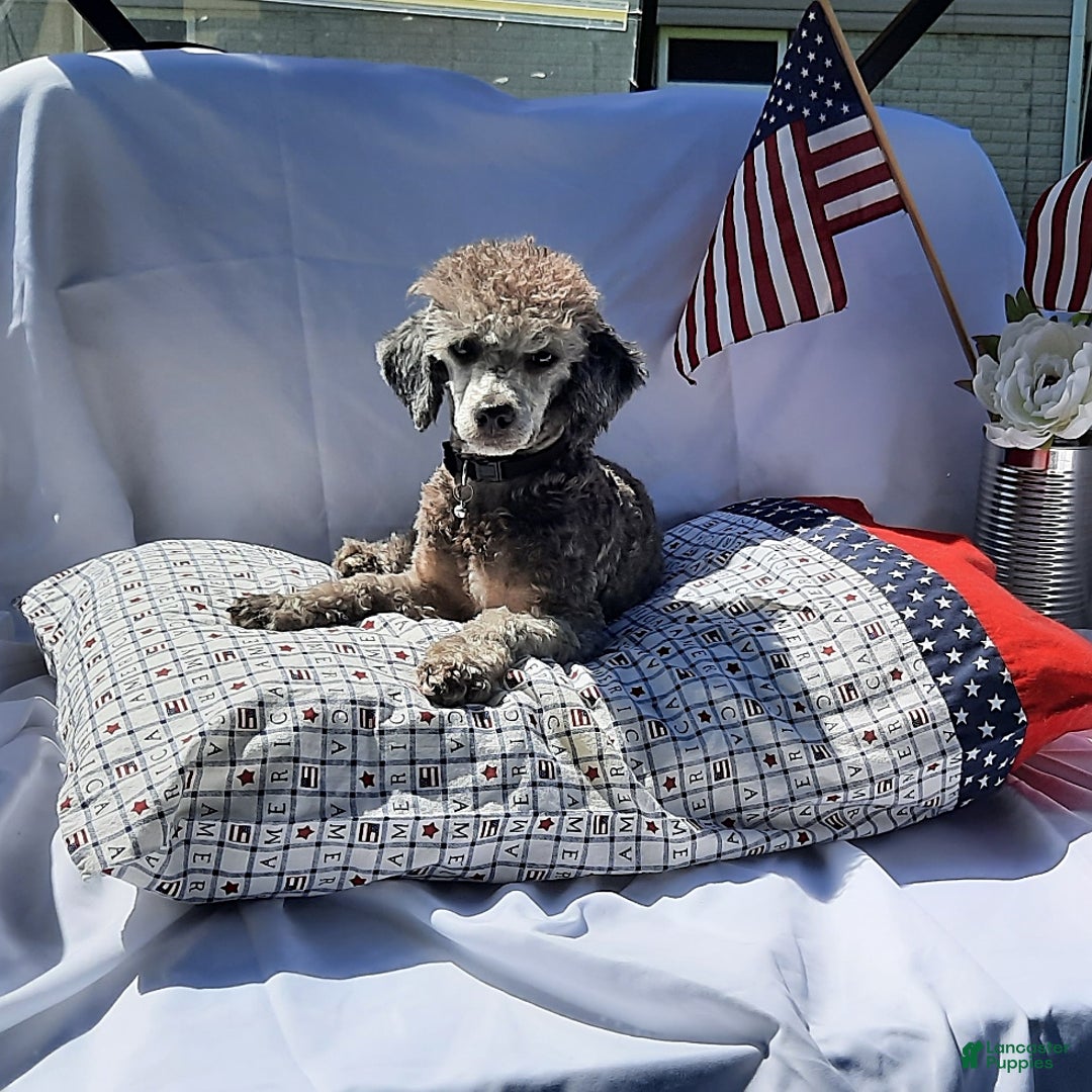 Toy Poodle dogs for sale: Asher - Ad 1