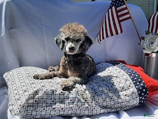 Toy Poodle dogs Asher - Ad 18