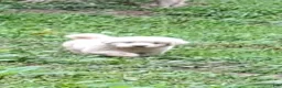 Great Pyrenees dogs for sale: Great Pyrenees 1 - Ad 1