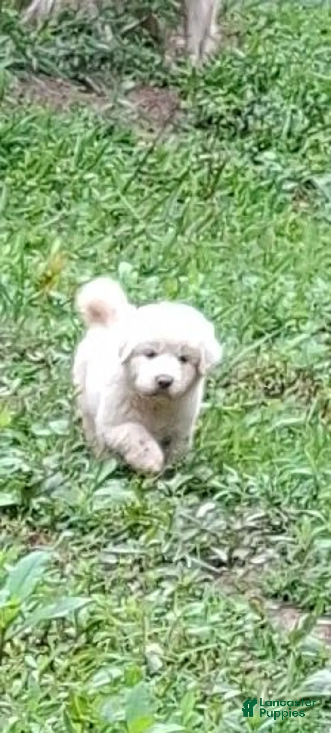 Great Pyrenees dogs for sale: Great Pyrenees 1 - Ad 1