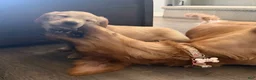 Golden Retriever dogs for sale: Little Girl Pink - Ad 2