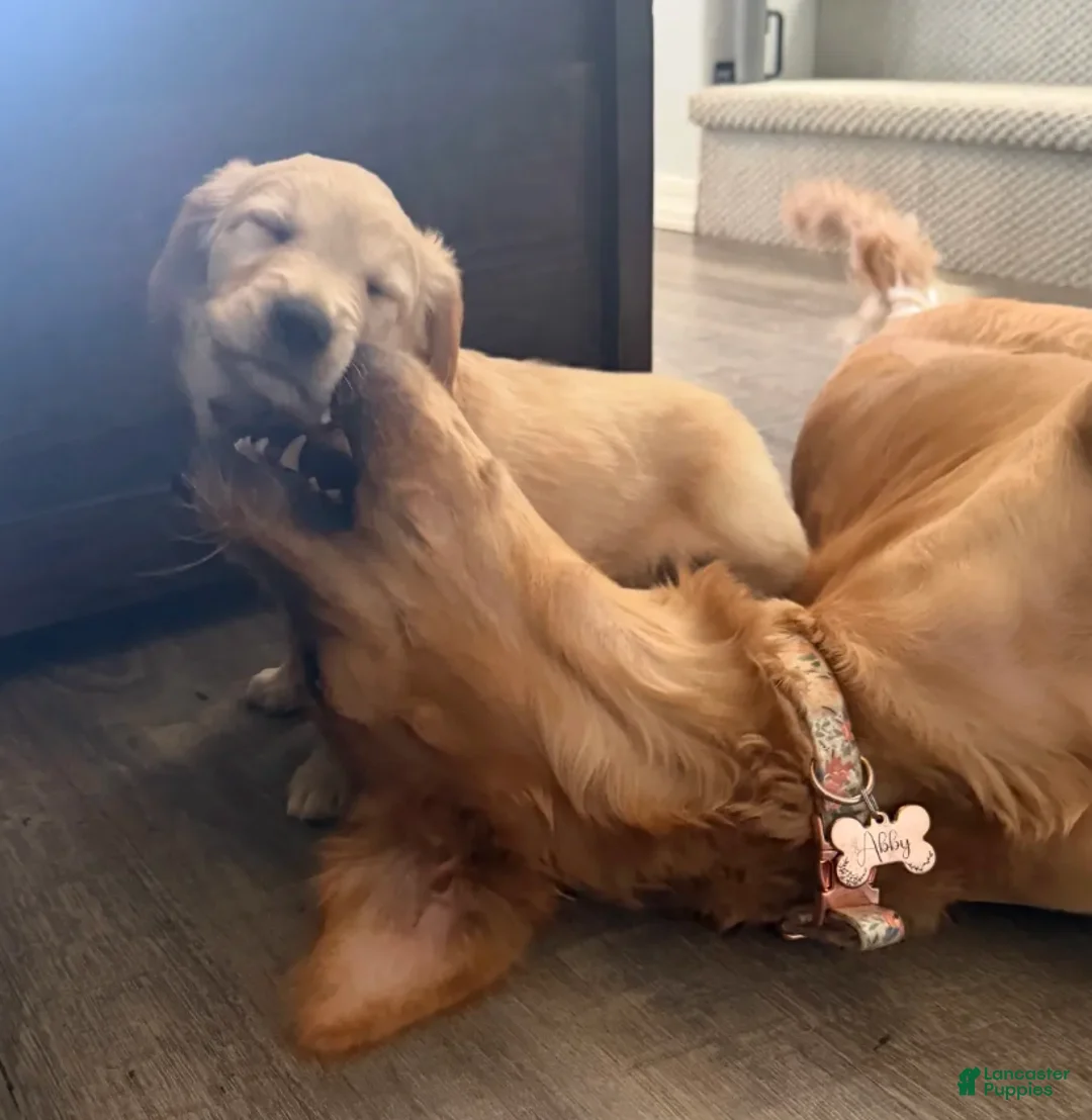 Golden Retriever dogs for sale: Little Girl Pink - Ad 2