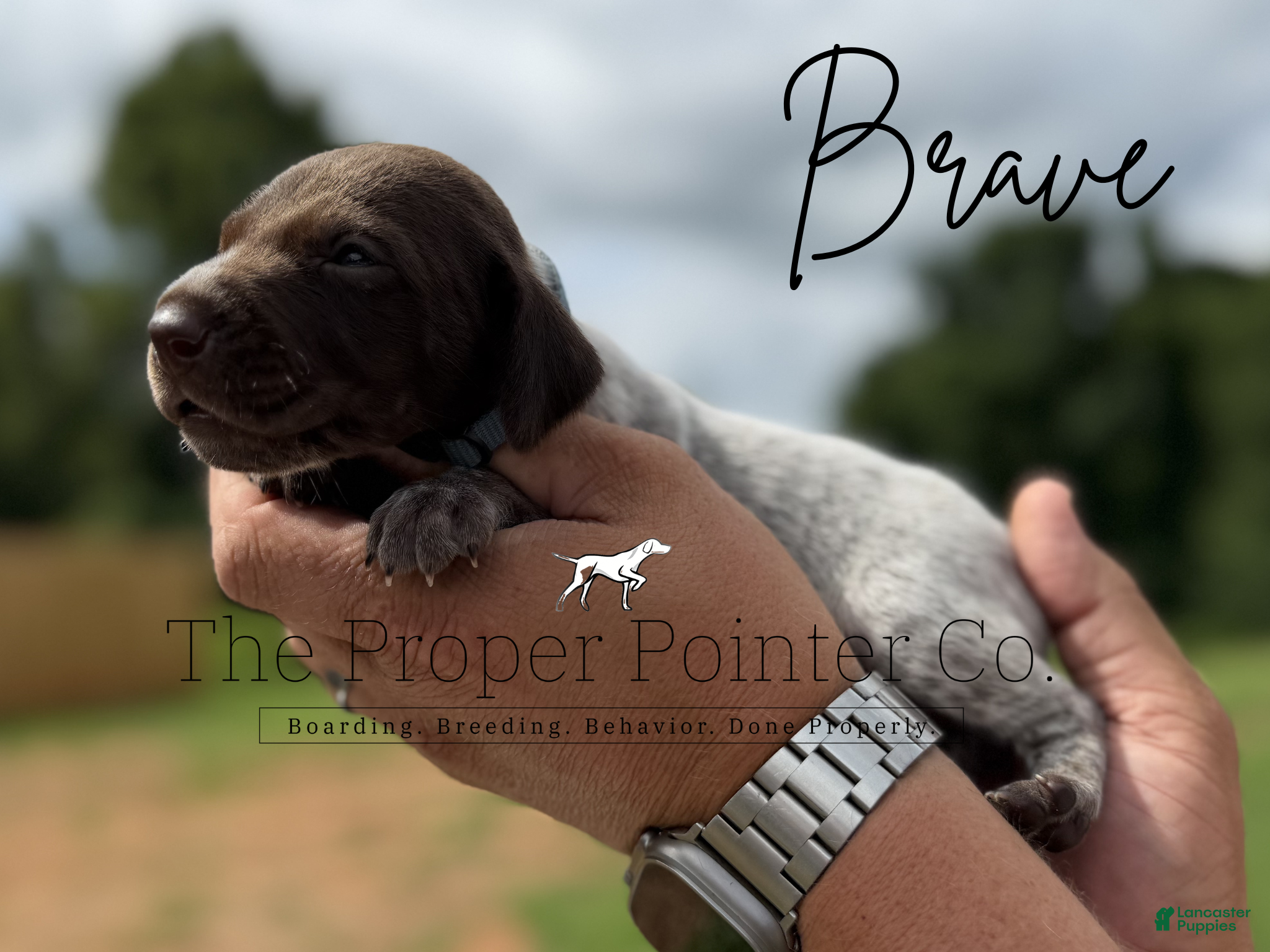 German Shorthaired Pointer dogs Brave  - Ad 1