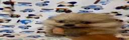 Pomeranian dogs for sale: Gelato - Ad 16