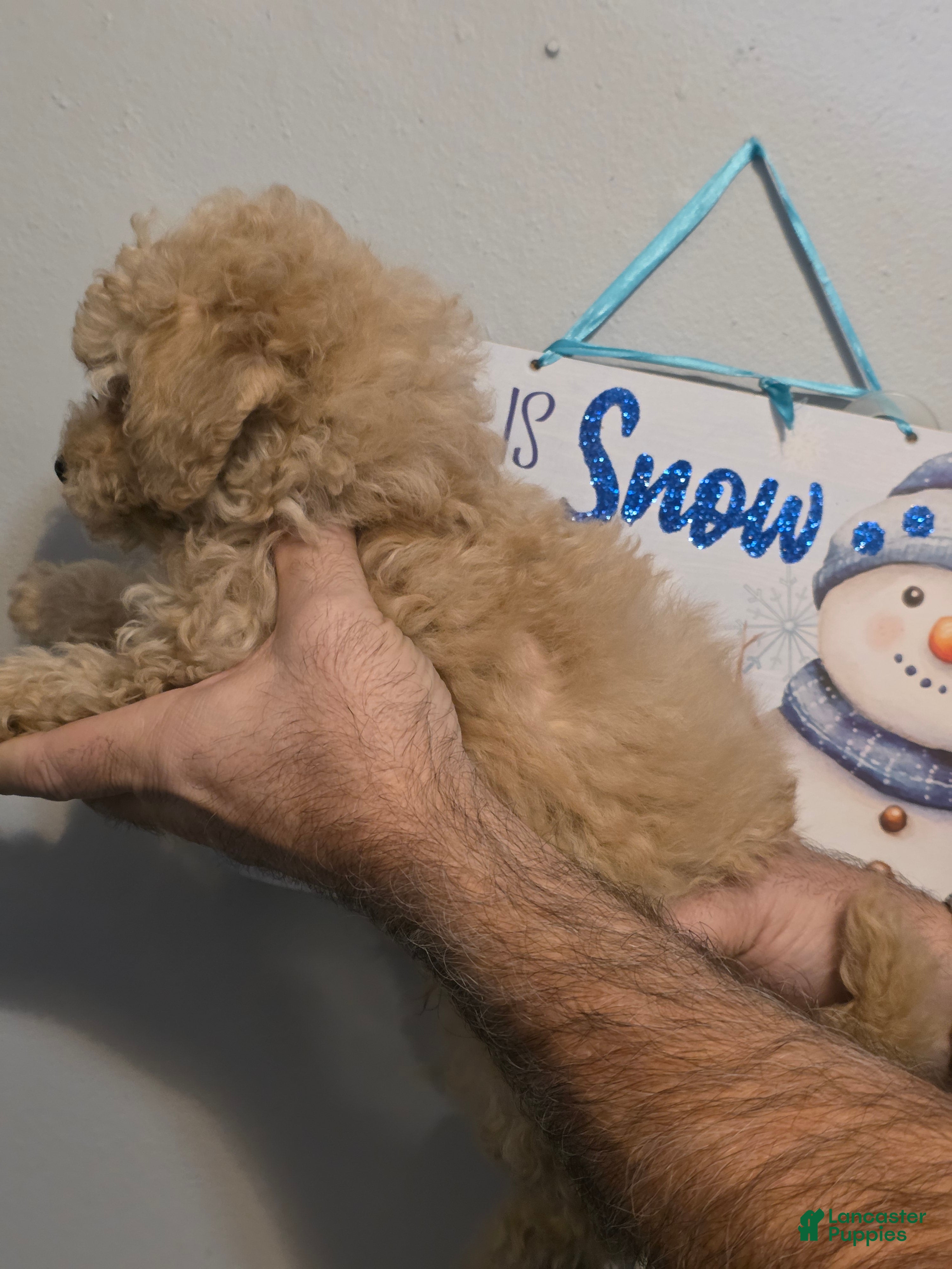 Maltipoo dogs Max - Ad 2