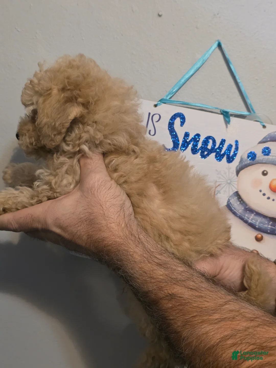 Maltipoo dogs for sale: Max - Ad 2