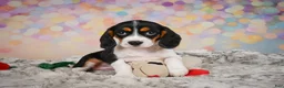 Beaglier dogs for sale: Bailey - Ad 4