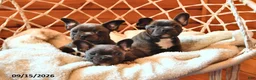 Frenchton dogs for sale: Pollie - Ad 3