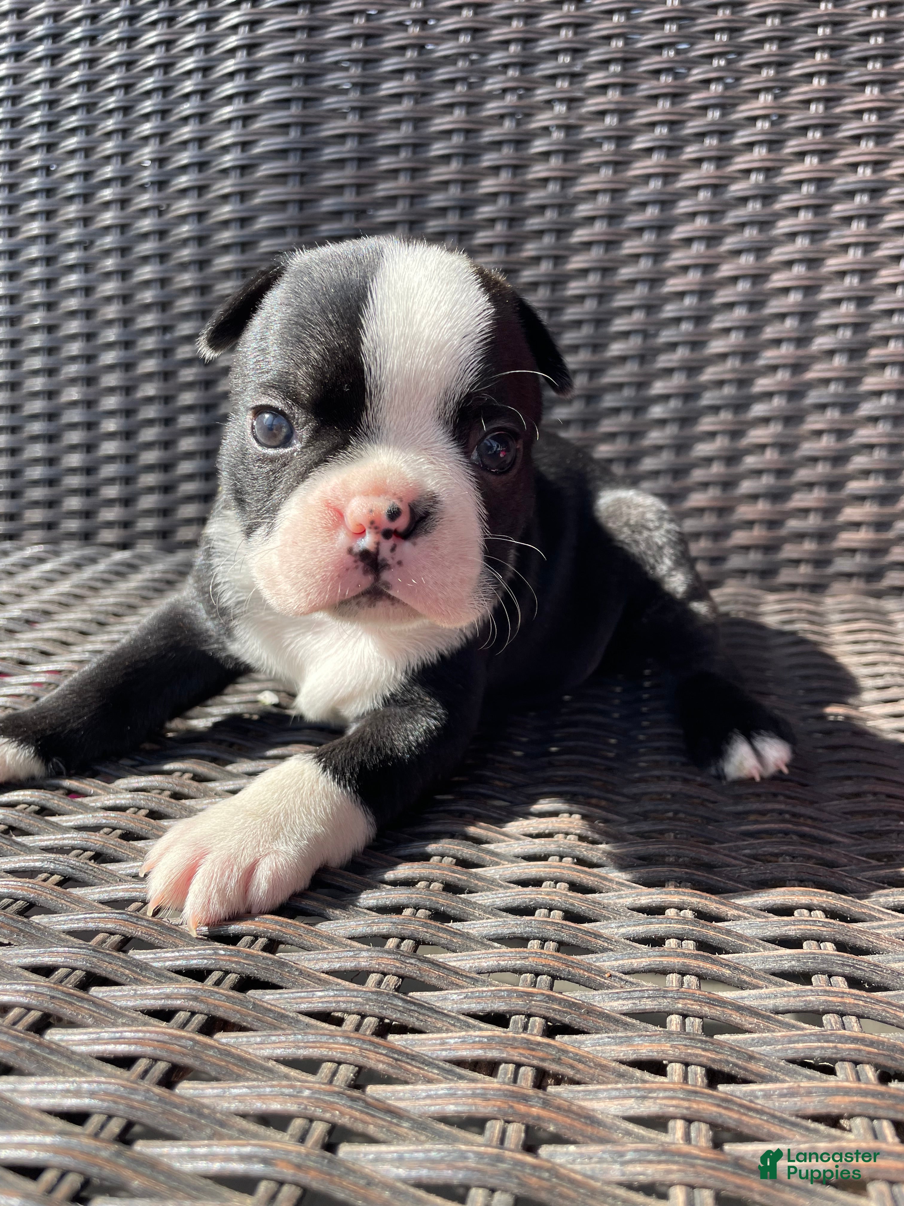 Boston Terrier dogs Boston Terrier 2 - Ad 23