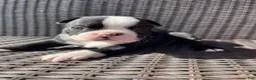 Boston Terrier dogs for sale: Boston Terrier 2 - Ad 1
