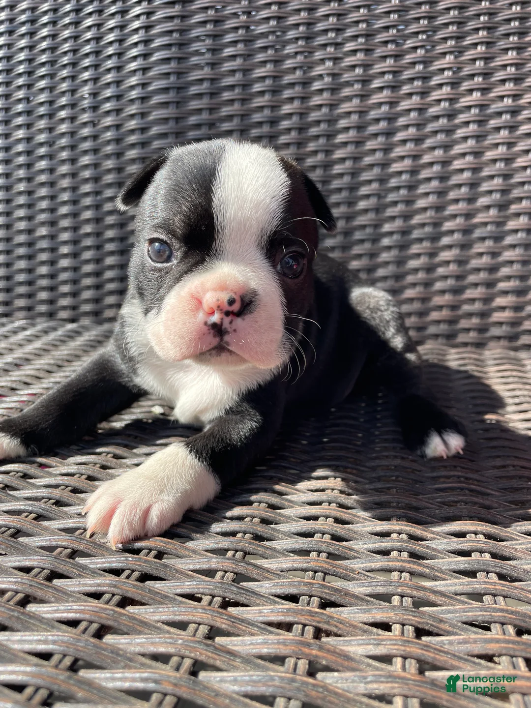Boston Terrier dogs for sale: Boston Terrier 2 - Ad 1