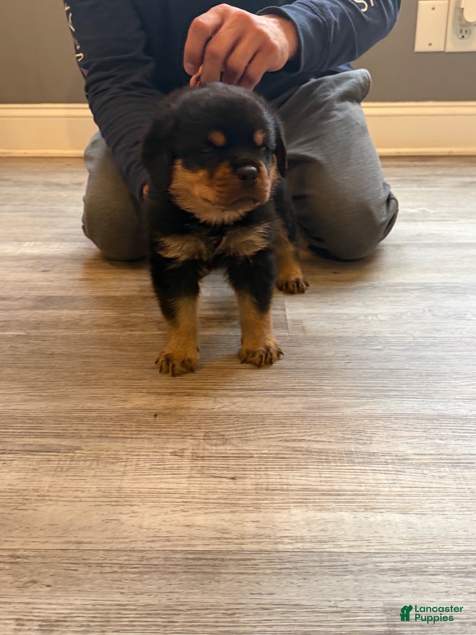Rottweiler dogs Red collar boy  - Ad 1
