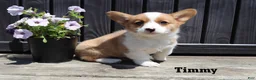 Welsh Corgi Pembroke dogs for sale: Timmy - Ad 4