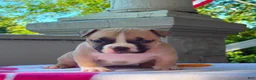 Mixed Breed dogs for sale: Royal - Ad 3