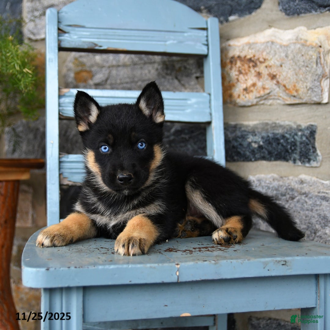 Gerberian Shepsky dogs for sale: Pierce - Ad 3