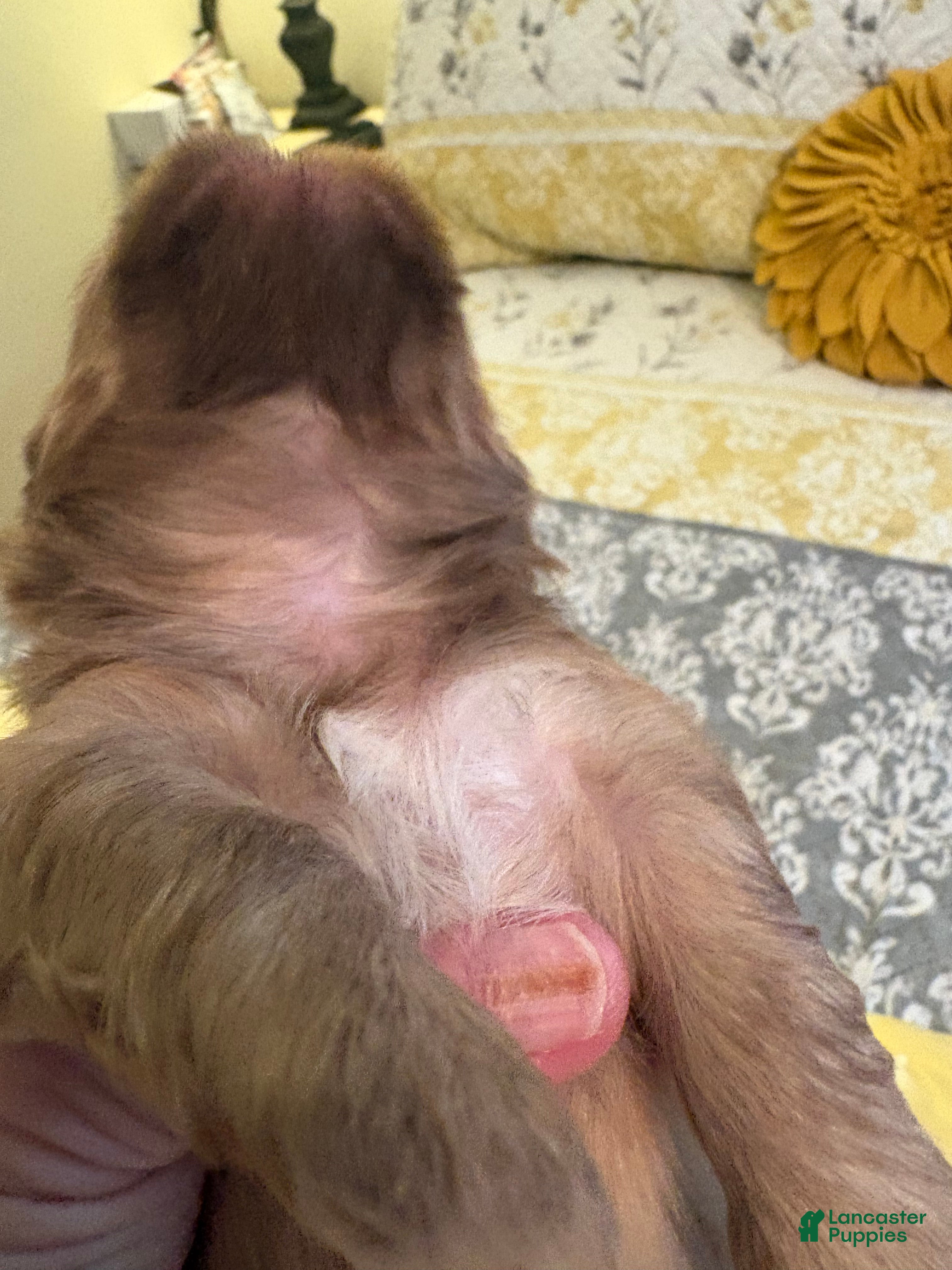Shih Tzu dogs for sale: Wally - Ad 1