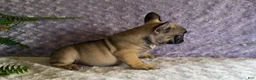 French Bulldog dogs for sale: Cookie - Ad 4