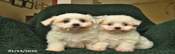 Maltese dogs for sale: Lizzy  - Ad 3