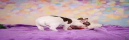 Chihuahua dogs for sale: Gus - Ad 2