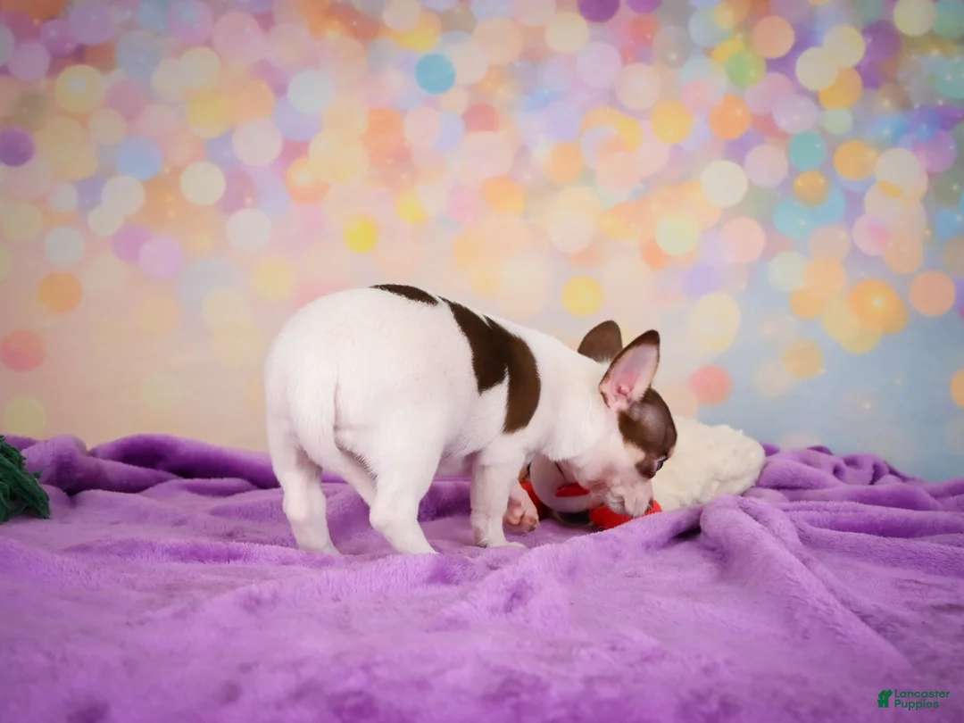 Chihuahua dogs for sale: Gus - Ad 2