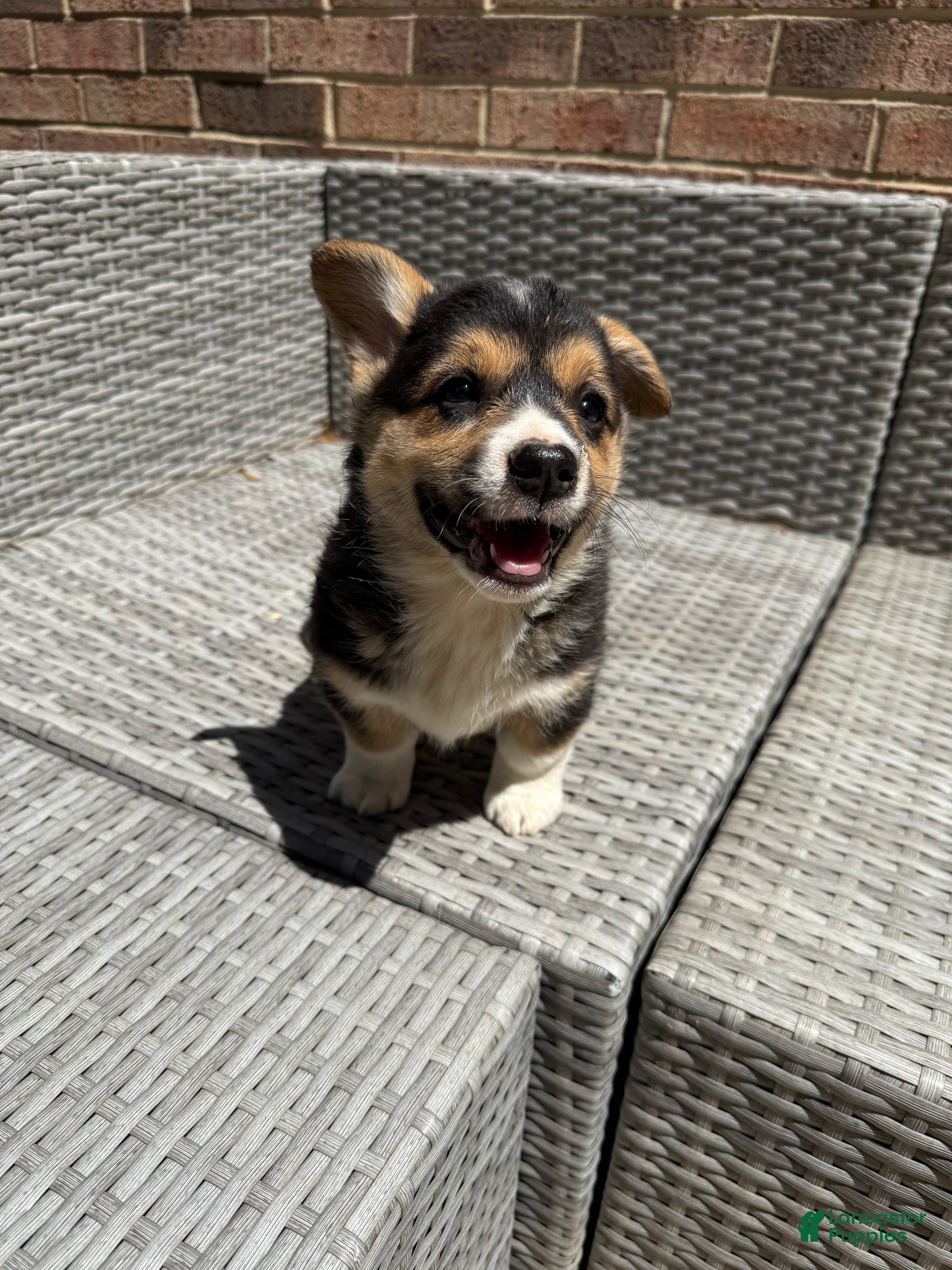 Welsh Corgi Pembroke dogs Welsh Corgi Pembroke Puppy 5 - Ad 15