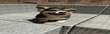 Welsh Corgi Pembroke Puppy 5