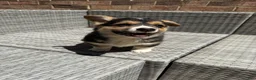 Welsh Corgi Pembroke dogs for sale: Welsh Corgi Pembroke Puppy 5 - Ad 1