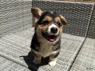 Welsh Corgi Pembroke dogs Welsh Corgi Pembroke Puppy 5 - Ad 15