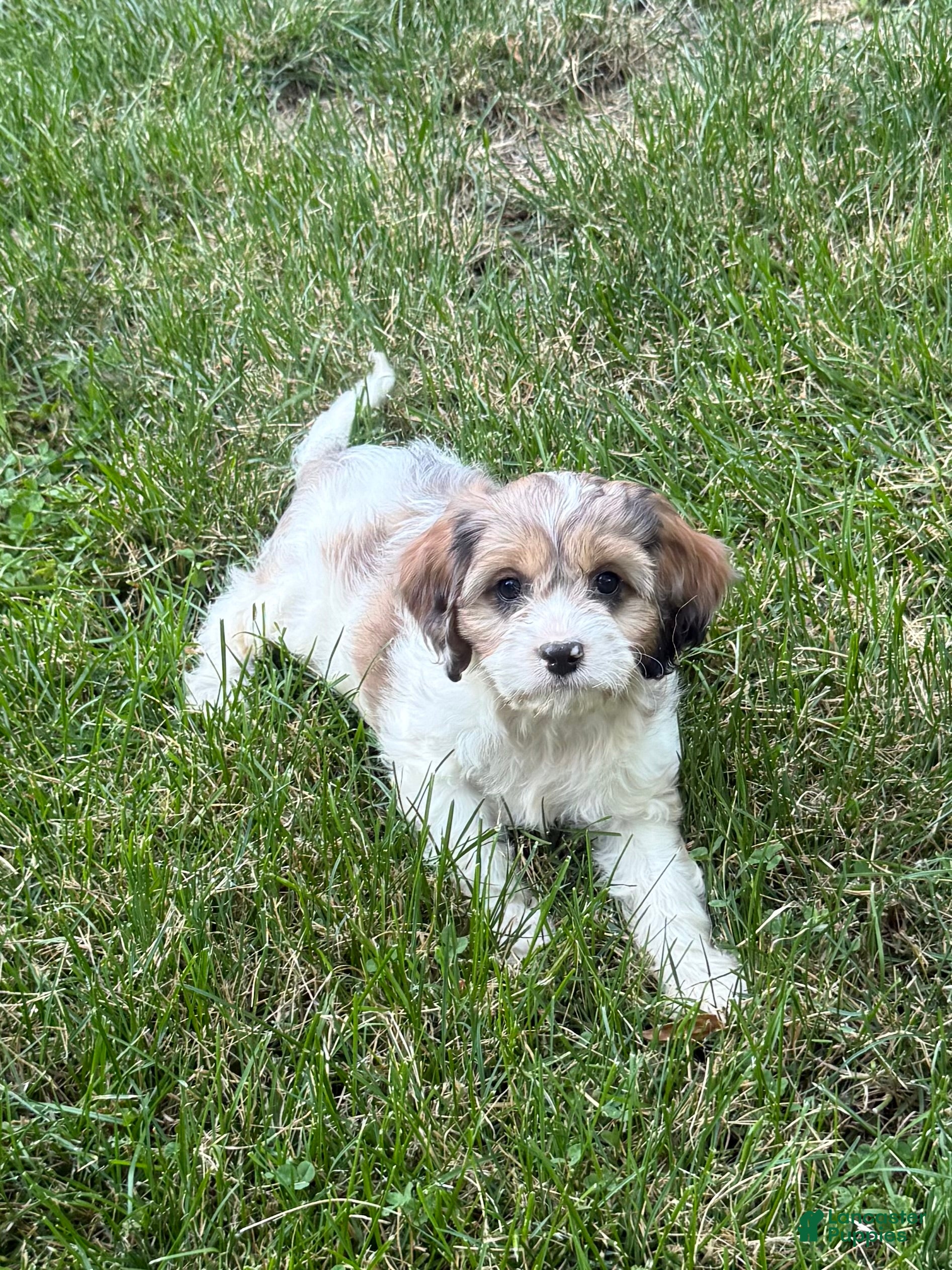Cavapoo dogs Apollo - Ad 2