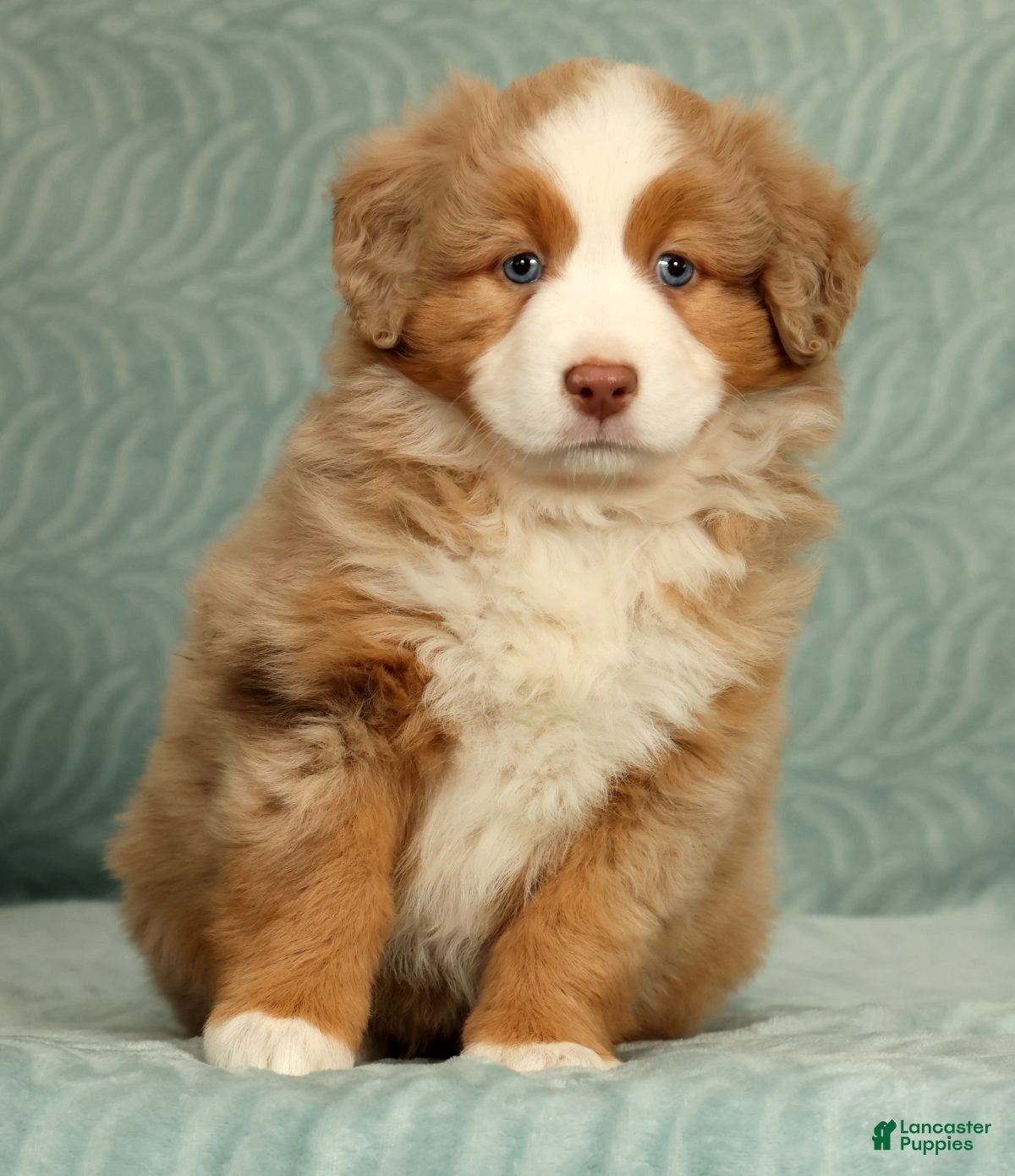 Australian Shepherd dogs Margie - Ad 2