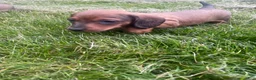 Miniature Dachshund dogs for sale: Hazelnut  - Ad 6