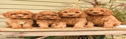 Cockapoo dogs for sale: Jasper - Ad 5
