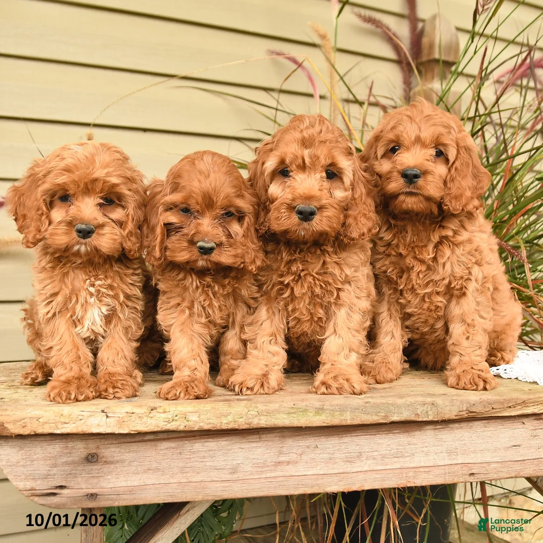 Cockapoo dogs for sale: Jasper - Ad 5