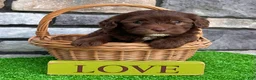Havapoo dogs for sale: Timmy - Ad 3