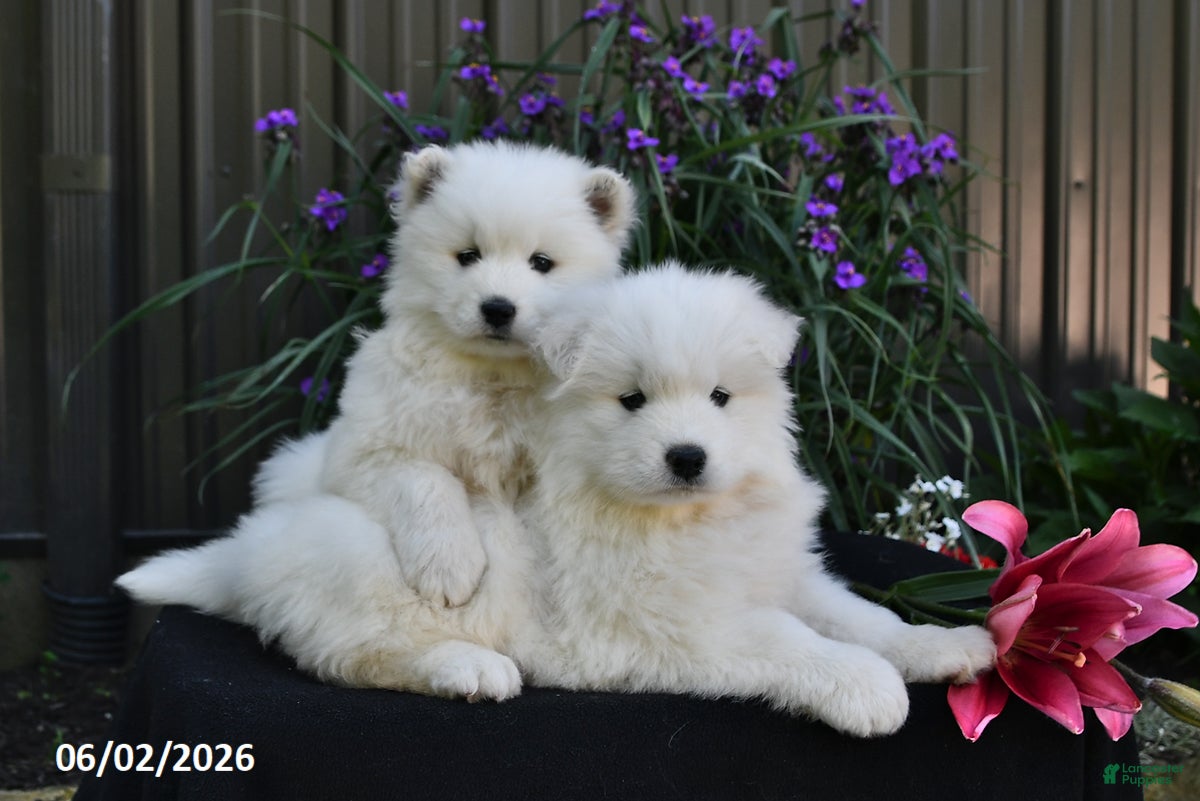 Samoyed dogs for sale: Cream Puff - Ad 3
