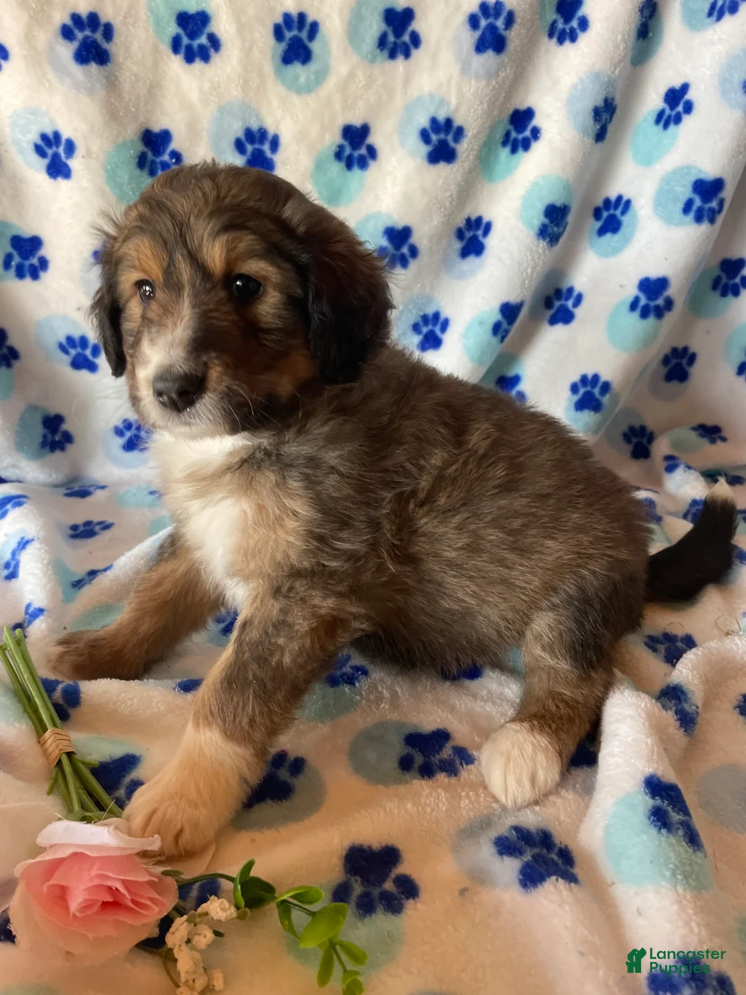 Mixed Breed dogs for sale: Maisie - Ad 4