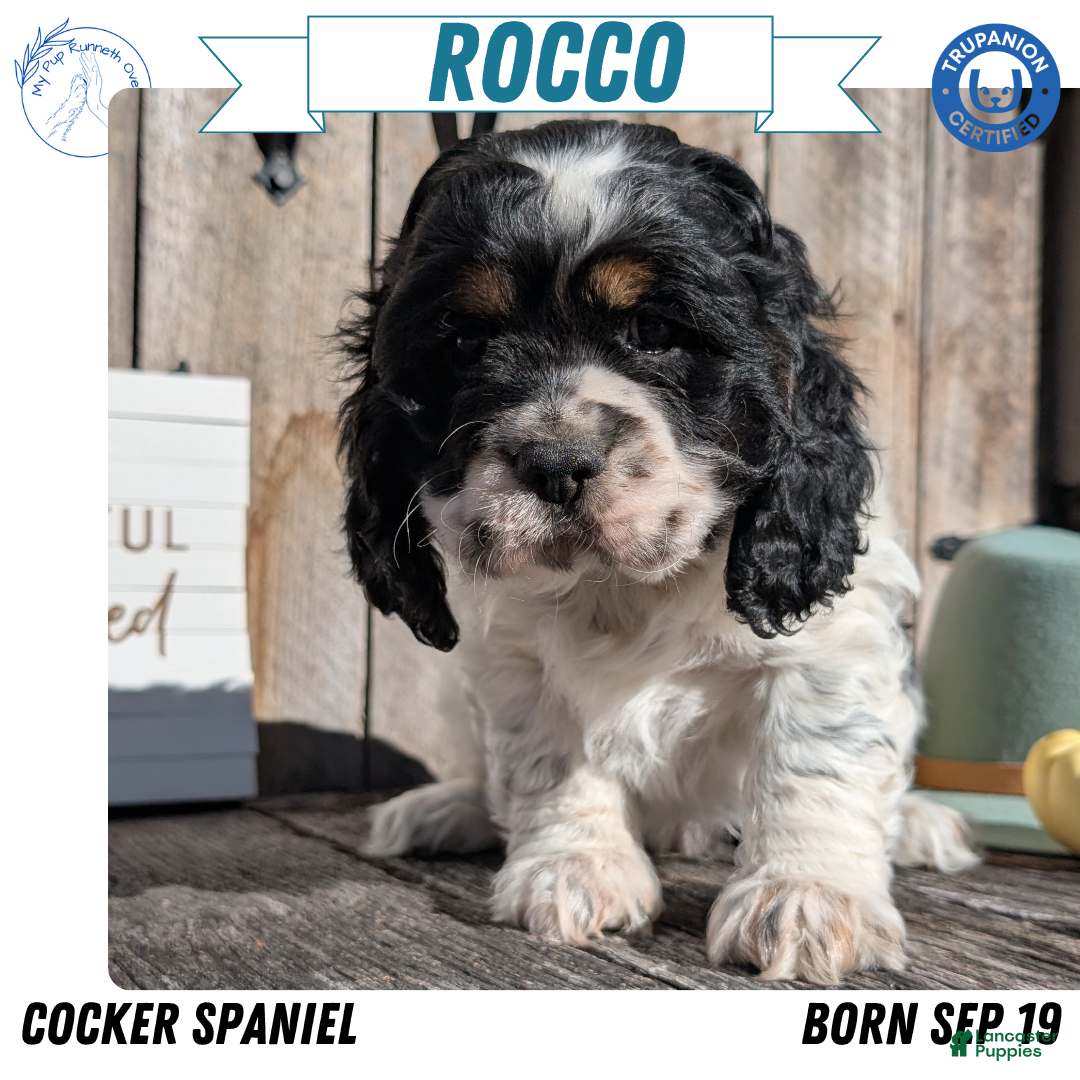 Cocker Spaniel dogs for sale: Rocco - Ad 1