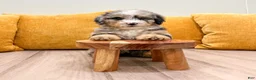 Mini Bernedoodle dogs for sale: Cookie - Ad 5
