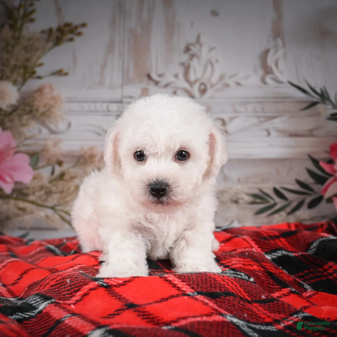 Bichon Frise dogs for sale: AKC-Rolo - Ad 13