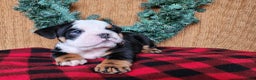 English Bulldog dogs for sale: Easton - Ad 13
